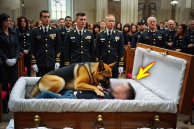 At the funeral, a dog jumped onto the veteran’s body — what happened next left everyone in tears…